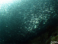 A photo of Moalboal, Cebu's school of sardines; captured using CanonS120 Sea and Sea YS01