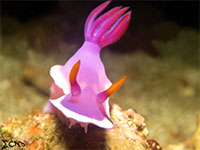 A photo of a nudibranch found in Anilao, Batangas; captured using Canon S120 Sea and Sea YS17