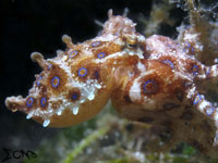 A photo of a blue ring octopus found in Anilao, Batangas; captured using Canon S95 Intova ISS 2000