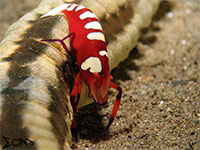 A photo of an emperor shrimp found in Anilao, Batangas; captured using Canon S95 Intova ISS 2000