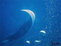 A photo of a manta ray found in Tubbataha Reefs Natural Park; captured using Canon S95 Intova ISS 2000
