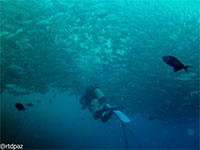 A photo of a school of jacks found in Anilao, Batangas; captured using Canon IC16 Intova ISS 2000