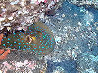 A photo of a blue spotted stingray found in Dauin, Negros Oriental; captured using Canon IC16 Intova ISS 2000