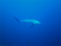 A photo of a thresher shark found in Malapascua, Cebu; captured using Canon IC16 Intova ISS 2000