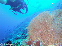 A photo of a sea fan found in Verde Island; captured using Canon IC16 Intova ISS 2000