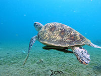 Green sea turtle found in Anilao; captured using Sony RX 100, Sea and Sea YS01 and YS02