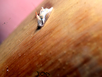 Batwing slug found in Anilao; captured using Sony RX 100, Sea and Sea YS01