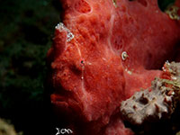 Frogfish in Anilao; captured using Sony RX 100, Sea and Sea YS01