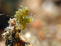 Hairy shrimp found in Anilao; captured using Sony RX 100, Sea and Sea YS01