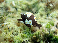 Headshield slug found in Anilao; captured using Sony RX 100, Sea and Sea YS01