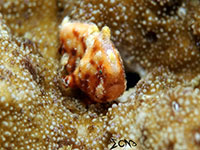 Frogfish in Anilao; captured using Sony RX 100, Sea and Sea YS01