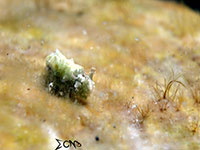 Slug found in Anilao; captured using Sony RX 100, Sea and Sea YS01