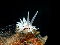 Nudibranch found in Anilao; captured using Sony RX 100, Sea and Sea YS01