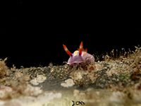 Nudibranch in Anilao; captured using Sony RX 100, Sea and Sea YS01