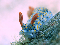Nudi in Anilao; captured using Sony RX 100, Sea and Sea YS01
