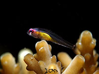 Pink-eyed goby found in Anilao; captured using Sony RX 100, Sea and Sea YS01