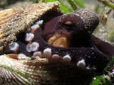 A coconut octopus found in Anilao.
