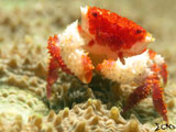 A thorny round crab or Actaea polycantha found in Anilao.