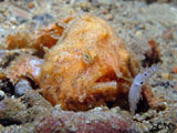 A hairy frogfish found in Anilao.