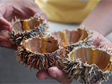 Savor the tasty sea urchins in Bantayan, Cebu