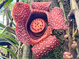 Mt. Makiling's rare Rafflesia in full bloom