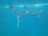 Whale shark encounter in Oslob, Cebu
