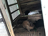 Angat Bulacan Numana Farm Rabbit Feeding 1