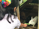 Angat Bulacan Numana Farm Rabbit Feeding 3