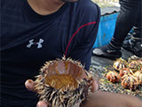 Sea Urchin 2