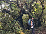 Barlig Mt Province Mt Amuyao Mossy Forest 3
