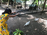 Cabuyao Laguna Sta Elena Fun Farm Duck Feeding