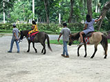 Cabuyao Laguna Sta Elena Fun Farm Horseback Riding 5