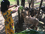 Cabuyao Laguna Sta Elena Fun Farm Sheep Feeding 2