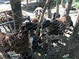 Cabuyao Laguna Sta Elena Fun Farm Sheep Feeding 3