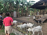 Calatagan Batangas Ybonita Farm 9