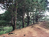 Mt Pigingan Trail Dog 1