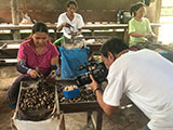 Cashew Crop Village Roxas Palawan