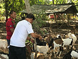 Narra Palawan Goat Farm 2
