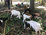 Narra Palawan Goat Farm 3
