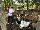 Narra Palawan Goat Farm