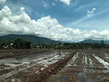 Narra Palawan Rice Field