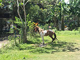Pililla Rizal Lyger Animal Sanctuary 1