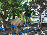 Pililla Rizal Lyger Animal Sanctuary 11