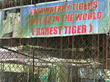 Pililla Rizal Lyger Animal Sanctuary 14