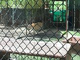 Pililla Rizal Lyger Animal Sanctuary 15
