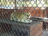 Pililla Rizal Lyger Animal Sanctuary 16