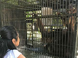 Pililla Rizal Lyger Animal Sanctuary 25