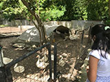 Pililla Rizal Lyger Animal Sanctuary 3
