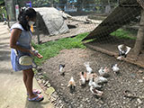 Pililla Rizal Lyger Animal Sanctuary 4
