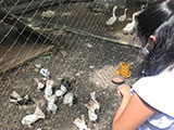 Pililla Rizal Lyger Animal Sanctuary 5